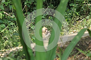 monkeys were observed behind the leaves