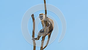 Monkeys at the Werribee Zoo Melbourne