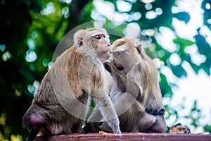 Monkeys on the wooden bench at the park in Thailand. Macaca leonina. Northern Pig-tailed Macaque