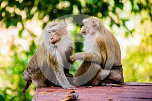 Monkeys on the wooden bench in Thailand. Macaca leonina. Northern Pig-tailed Macaque