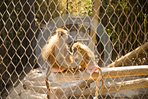 Monkeys in the Zoo photo