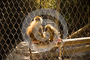 Monkeys in the Zoo photo