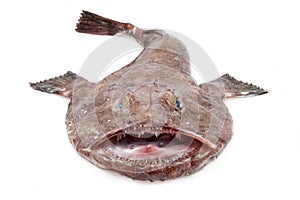 Monkfish