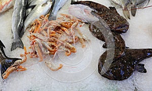 Monkfish fish on the ice of the counter for sale in the fish shop