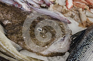 Monkfish on ice at the fish market.