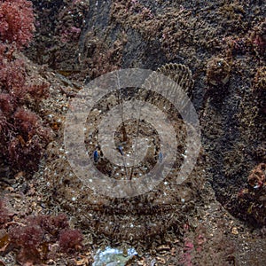 Monkfish, Lophius piscatorius. Farne Islands, East coast, England