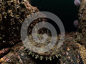 Monkfish, Lophius piscatorius. Farne Islands, East coast, England