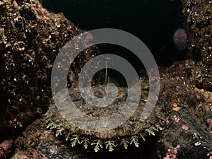 Monkfish, Lophius piscatorius. Farne Islands, East coast, England