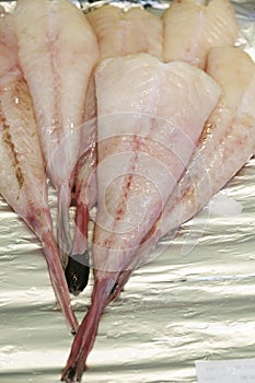 Monkfish, lophius piscatorius, Fresh Fish