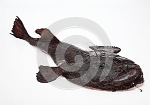 Monkfish, lophius piscatorius, Fresh Fish against White Background
