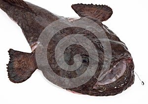 Monkfish, lophius piscatorius, Fresh Fish against White Background