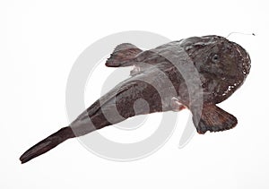 Monkfish, lophius piscatorius, Fresh Fish against White Background