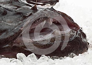 Monkfish, lophius piscatorius, Fresh Fish on Ice