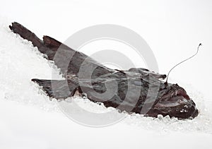 Monkfish, lophius piscatorius, Fresh Fish on Ice