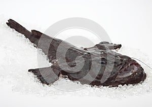 Monkfish, lophius piscatorius, Fresh Fish on Ice against White Background