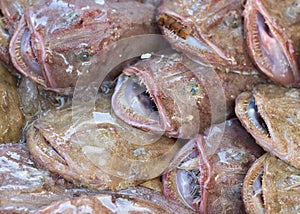 Monkfishes on a fishmarket