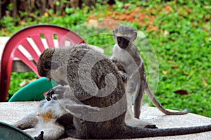 Monkies  cleaning them Botanical gardens Uganda