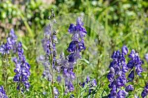 Monks hood (aconitum napellus) flowers