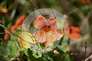 Monks or Indian cress Tropaeolum majus   2