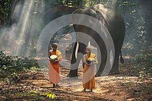 Monks or novices and elephants walking alms round. Buddhist monk walking in forest sunset light with elephants