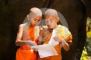 Monks or Novices read books on the back of elephants. Boy read a book, and a large elephant with forest background, Tha Tum