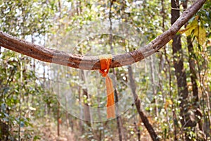 Monks Trail up to Wat Pha Lat Temple in Chiang Mai, Thailand