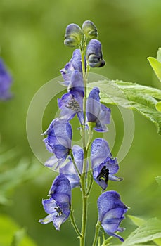 Monkshood