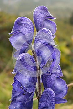 Monkshood