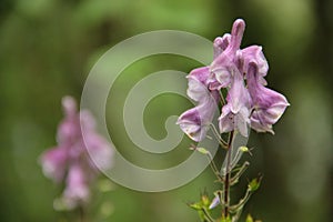 Monkshood