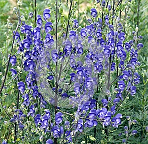 Monkshood  Aconitium napellus