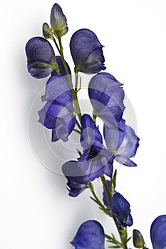 Monkshood  Aconitium napellus