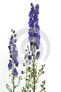 Monkshood  Aconitium napellus