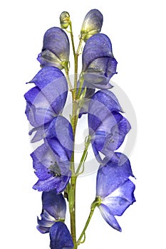 Monkshood  Aconitium napellus