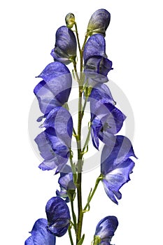 Monkshood  Aconitium napellus