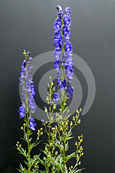 Monkshood  Aconitium napellus