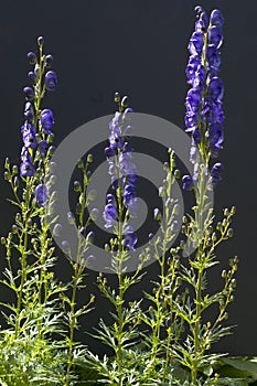 Monkshood  Aconitium napellus