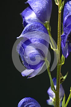 Monkshood  Aconitium napellus