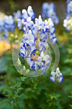 Monkshood (Aconitum autumnale)