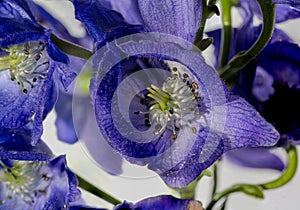 Monkshood, Aconitum Carmichaeliiâ€š Arendsii. Botanical Garden, KIT, Karlsruhe, Germany, Europe