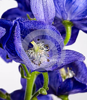 Monkshood, Aconitum Carmichaeliiâ€š Arendsii. Botanical Garden, KIT, Karlsruhe, Germany, Europe