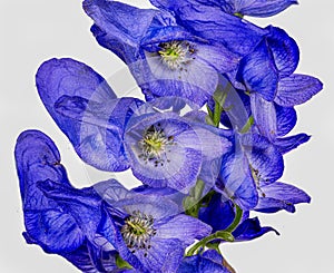 Monkshood, Aconitum Carmichaeliiâ€š Arendsii. Botanical Garden, KIT, Karlsruhe, Germany, Europe