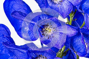 Monkshood, Aconitum Carmichaeliiâ€š Arendsii. Botanical Garden, KIT, Karlsruhe, Germany, Europe