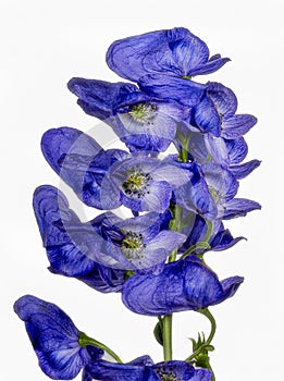 Monkshood, Aconitum Carmichaeliiâ€š Arendsii. Botanical Garden, KIT, Karlsruhe, Germany, Europe