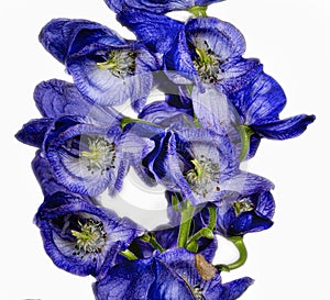 Monkshood, Aconitum Carmichaeliiâ€š Arendsii. Botanical Garden, KIT, Karlsruhe, Germany, Europe