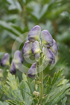 Monkshood Aconitum napellus, budding in purple blue