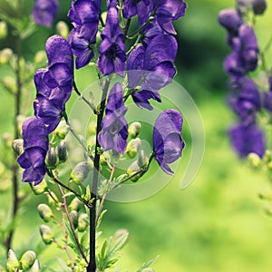 Monkshood or Aconitum napellus flower