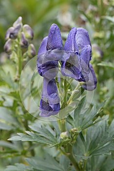 Monkshood Aconitum napellus, flowers in purple blue