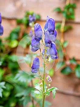 Monkshood, Aconitum napellus, with purple blue flowers in garden, Netherlands