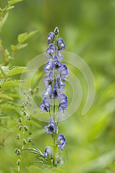 Monkshood flower