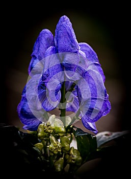 Monkshood Flower, aconitum